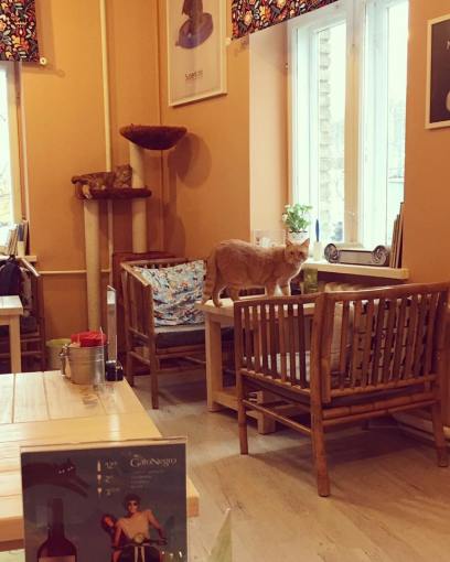 15055593_10154062105803499_4934254805423165632_n